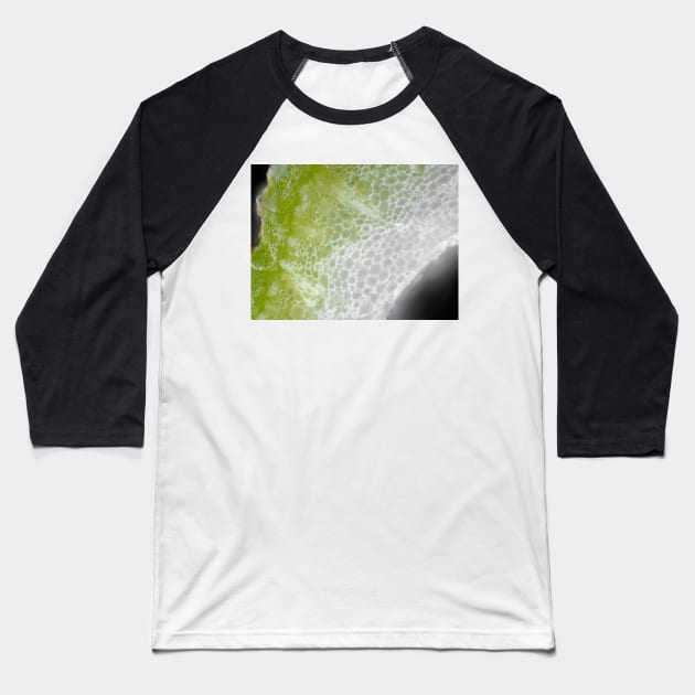 Carrot stem cells under the microscope Baseball T-Shirt by SDym Photography